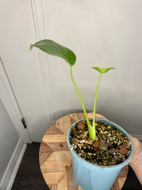 Monstera Deliciosa NOID
