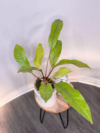 Anthurium Hookeri Variegated