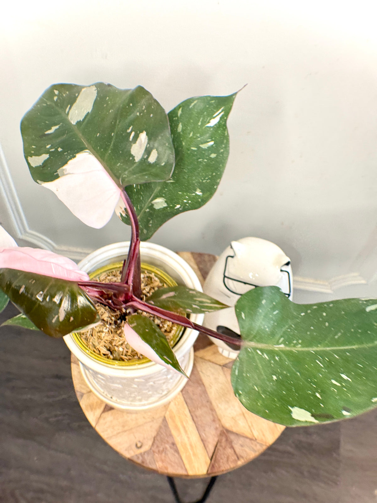 Philodendron Red Anderson Variegated