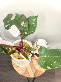 Philodendron Red Anderson Variegated