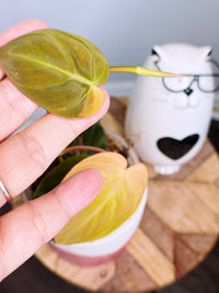 Philodendron Micans Pink