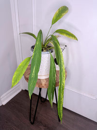 Anthurium Vittarifolium Variegated