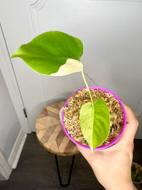 Monstera Deliciosa White Tear (Non TC)