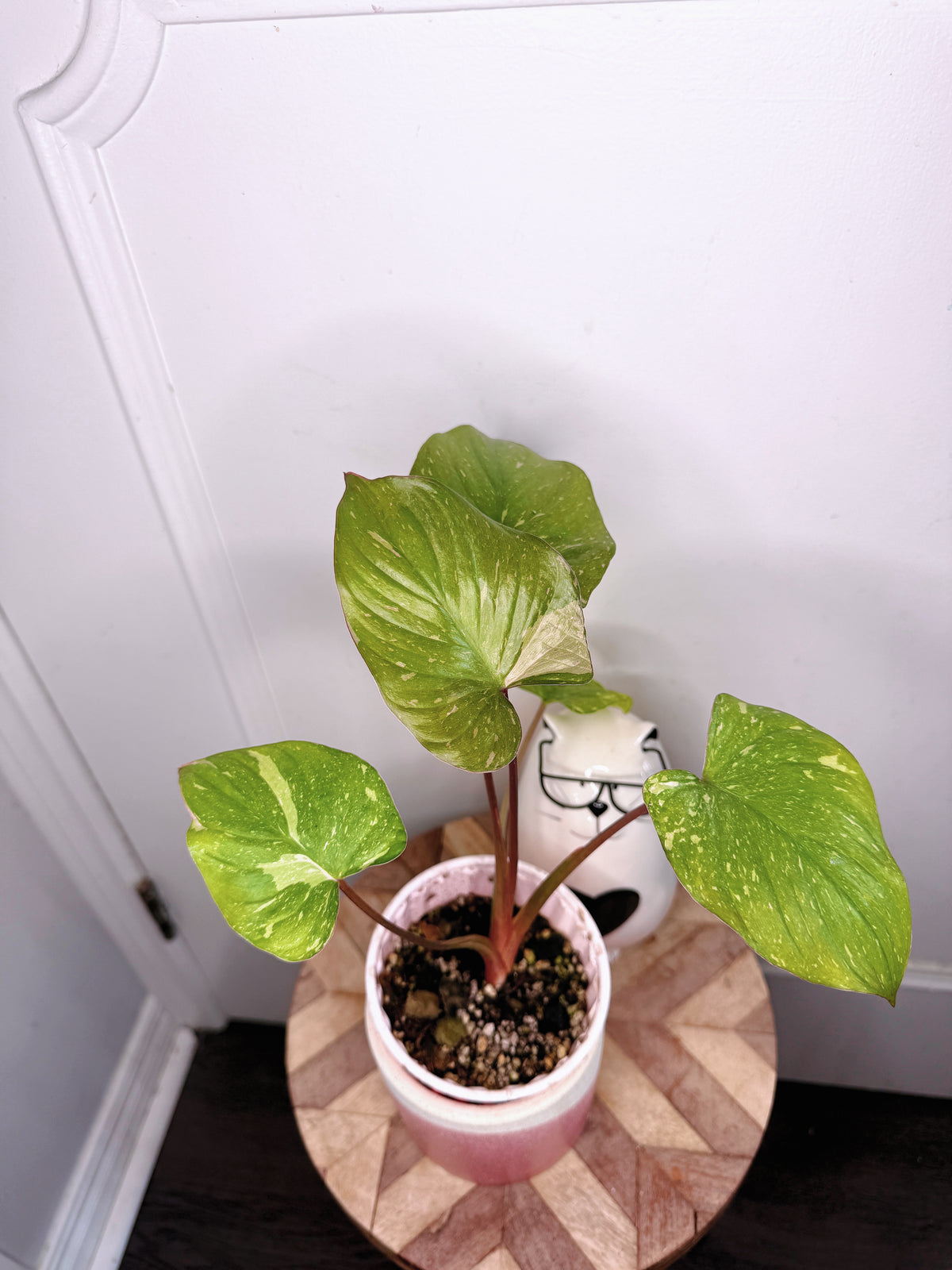 Homalomena Stardust 1