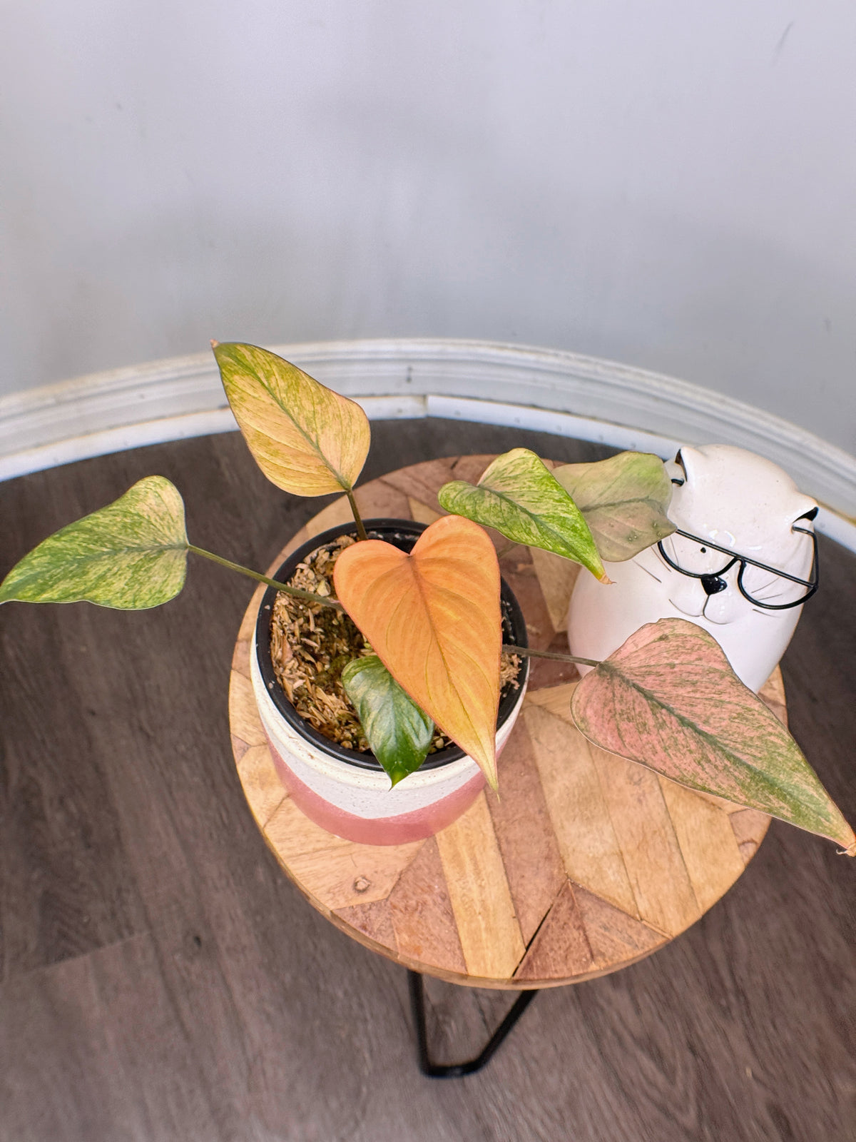 Homalomena Pink Diamond