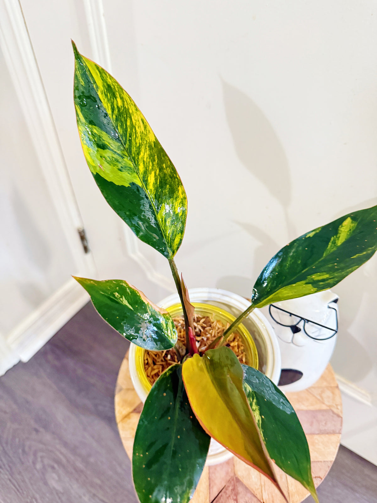Philodendron Red Congo Variegated