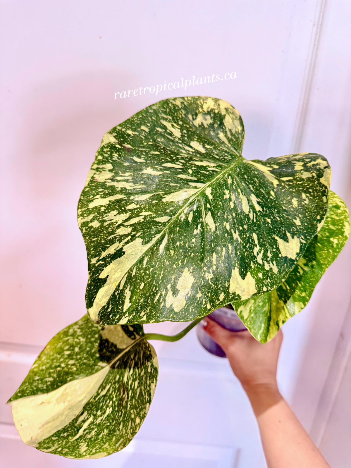 Monstera Thai High Variegation