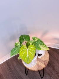 Philodendron Gloriosum Aurea