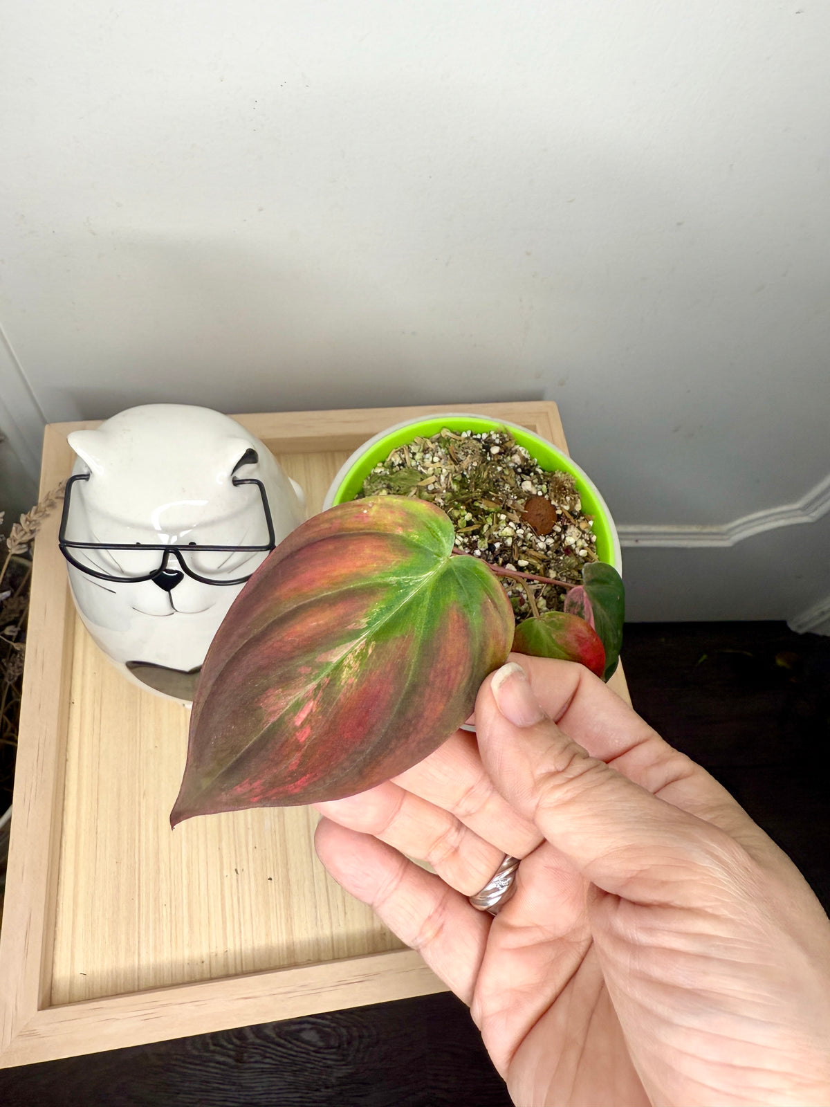 Philodendron Pink Micans