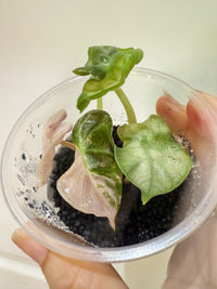 Alocasia Pink Heart Balloon