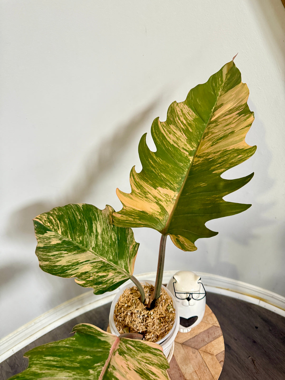 Philodendron Caramel Marble