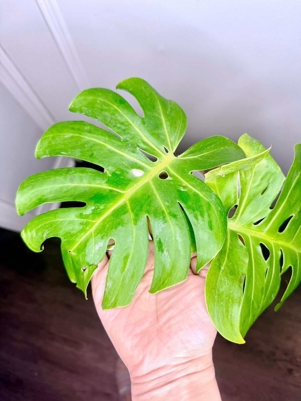 Monstera Compacta