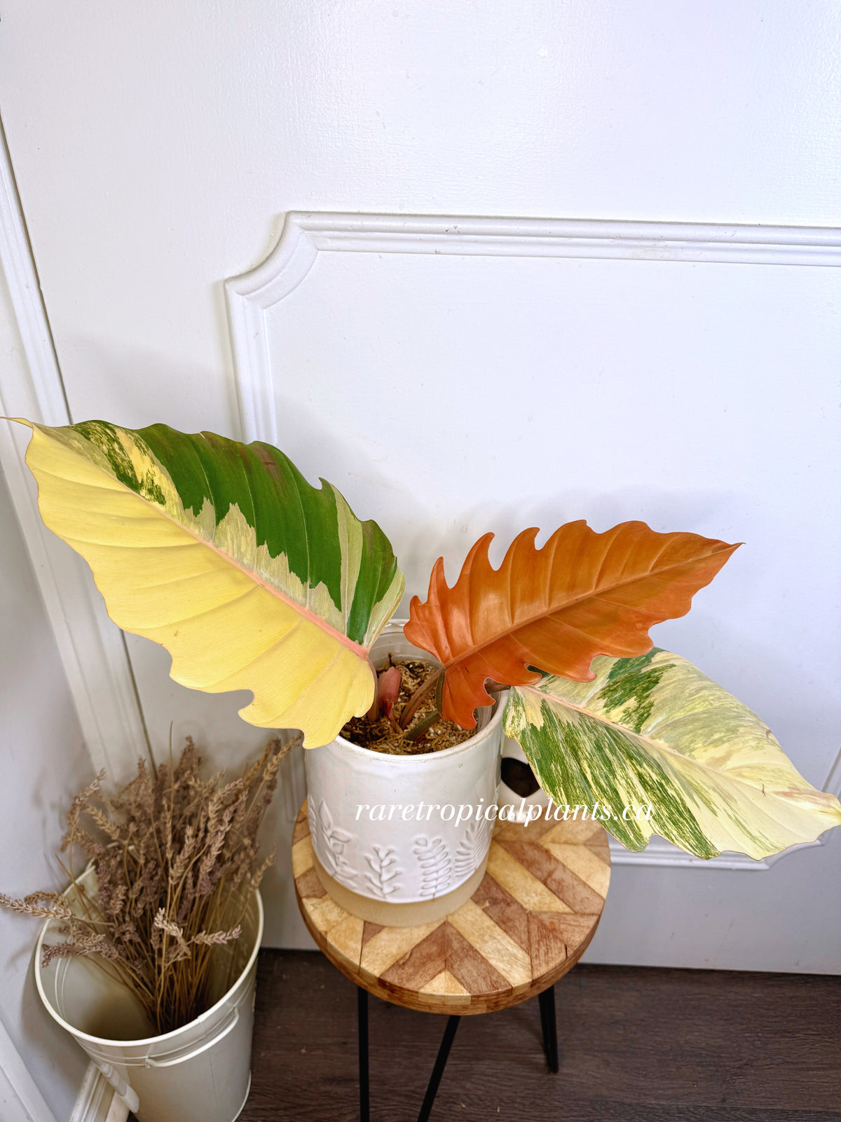 Philodendron Caramel Marble