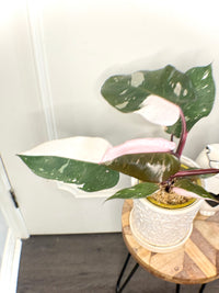Philodendron Red Anderson Variegated