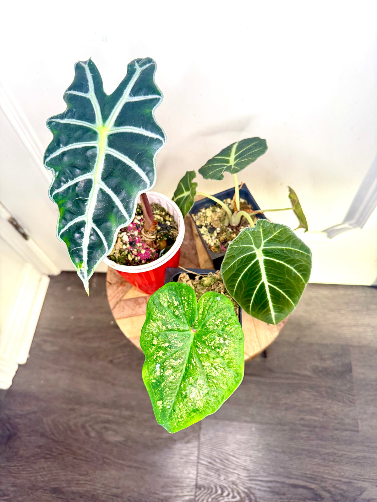Combo 3: Alocasia Amazonica (Grown from corm of a variegated one) + alocasia Black Velvet + Caladium (will have more colourful leaves when bigger)