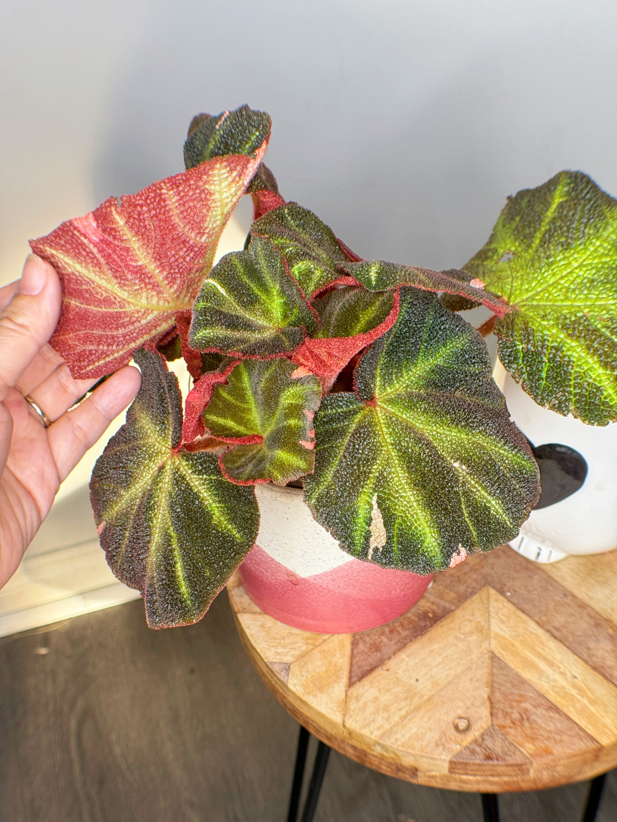 Begonia Soli Mutata Variegated