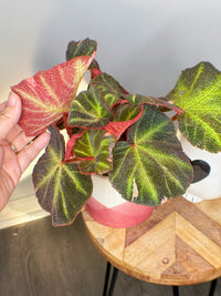 Begonia Soli Mutata Variegated