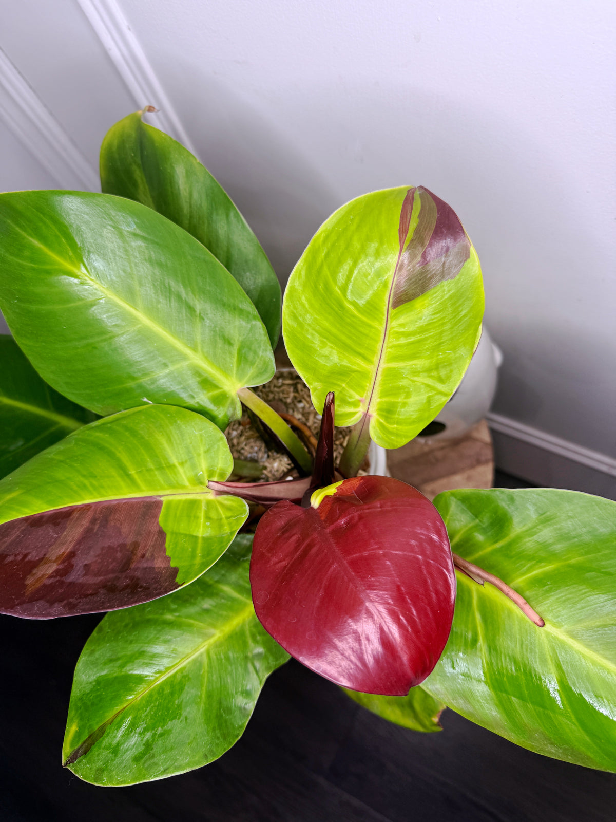 Philodendron Red Moon Variegated