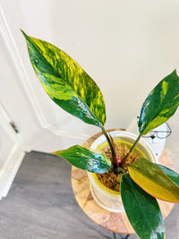 Philodendron Red Congo Variegated