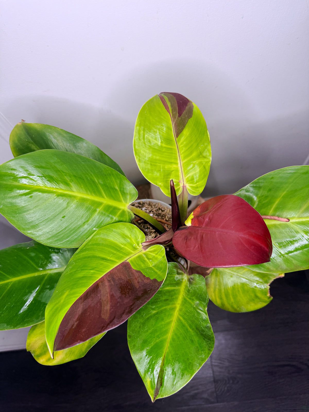 Philodendron Red Moon Variegated