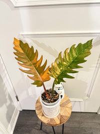 Philodendron Caramel Marble