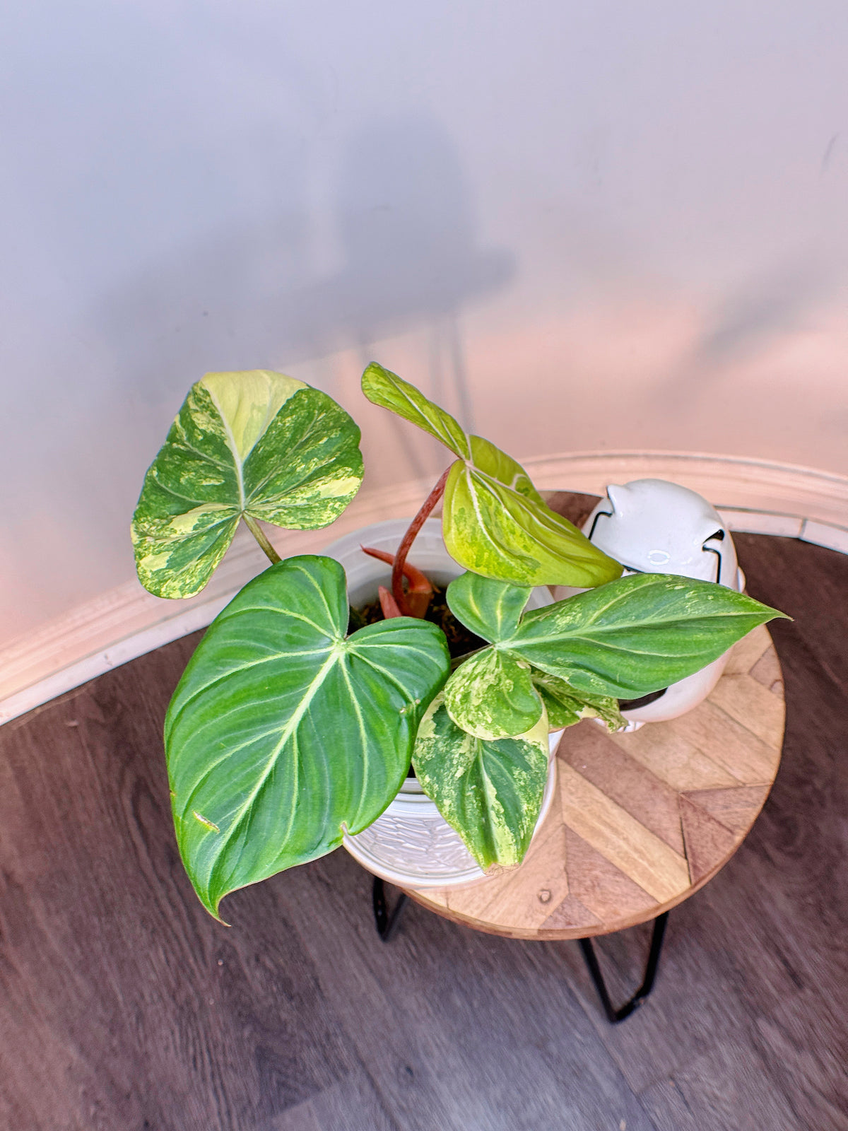 Philodendron Gloriosum Aurea