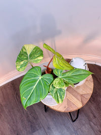 Philodendron Gloriosum Aurea