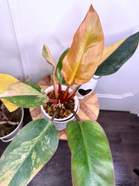 Philodendron Red Congo Variegated