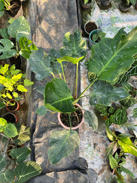 Monstera Form NOID Variegated