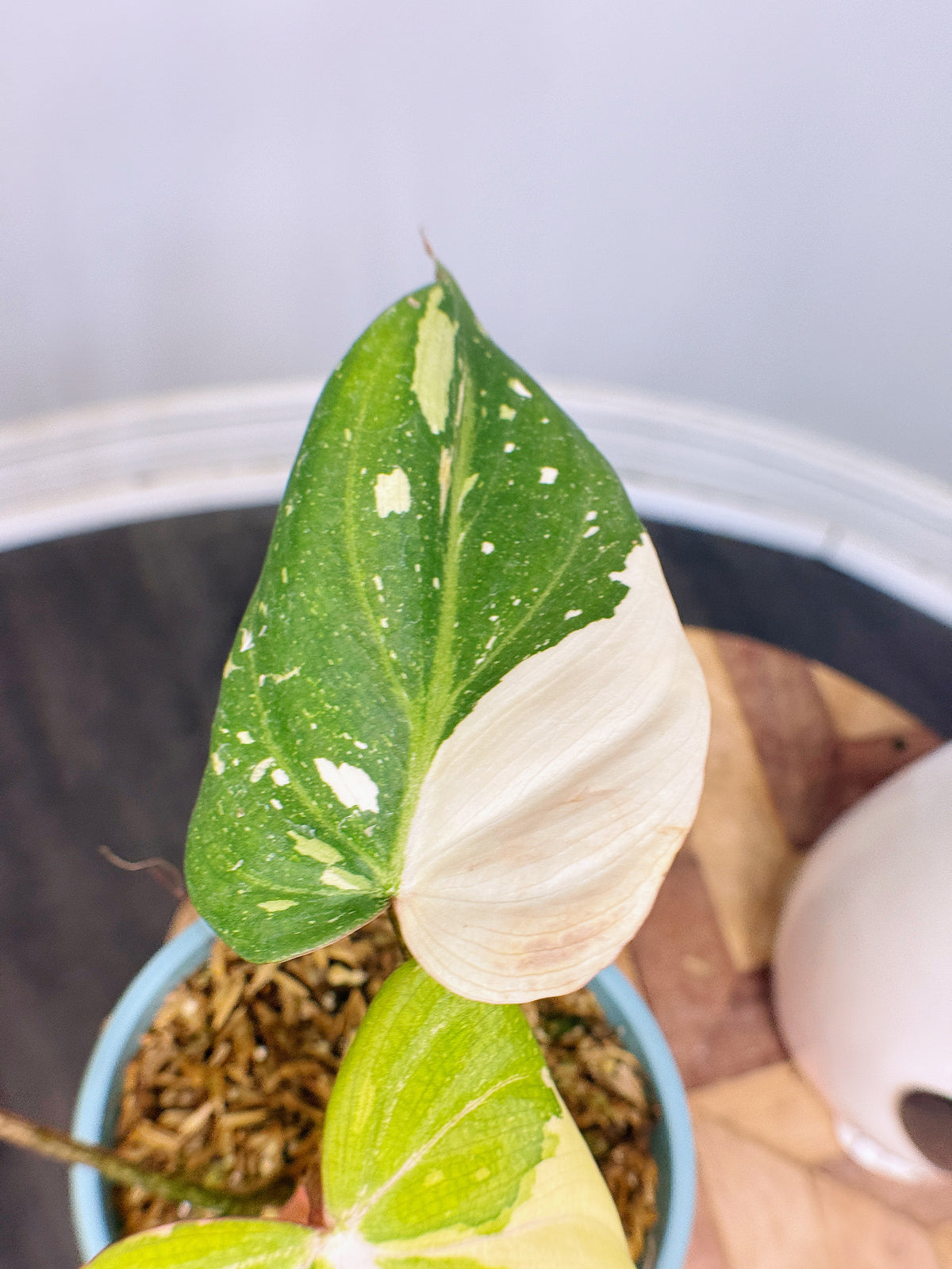 Philodendron Gloriosum Variegated