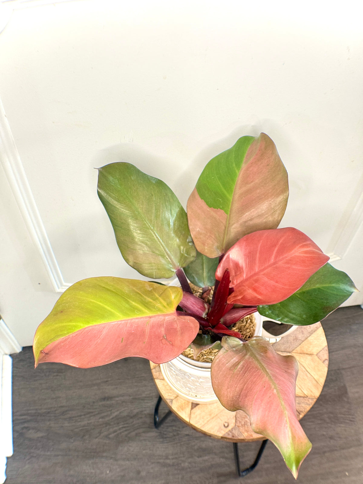 Philodendron Red Cherry Variegated