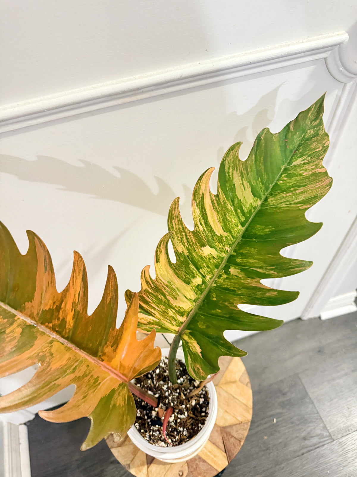 Philodendron Caramel Marble