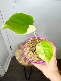 Monstera Deliciosa White Tear (Non TC)