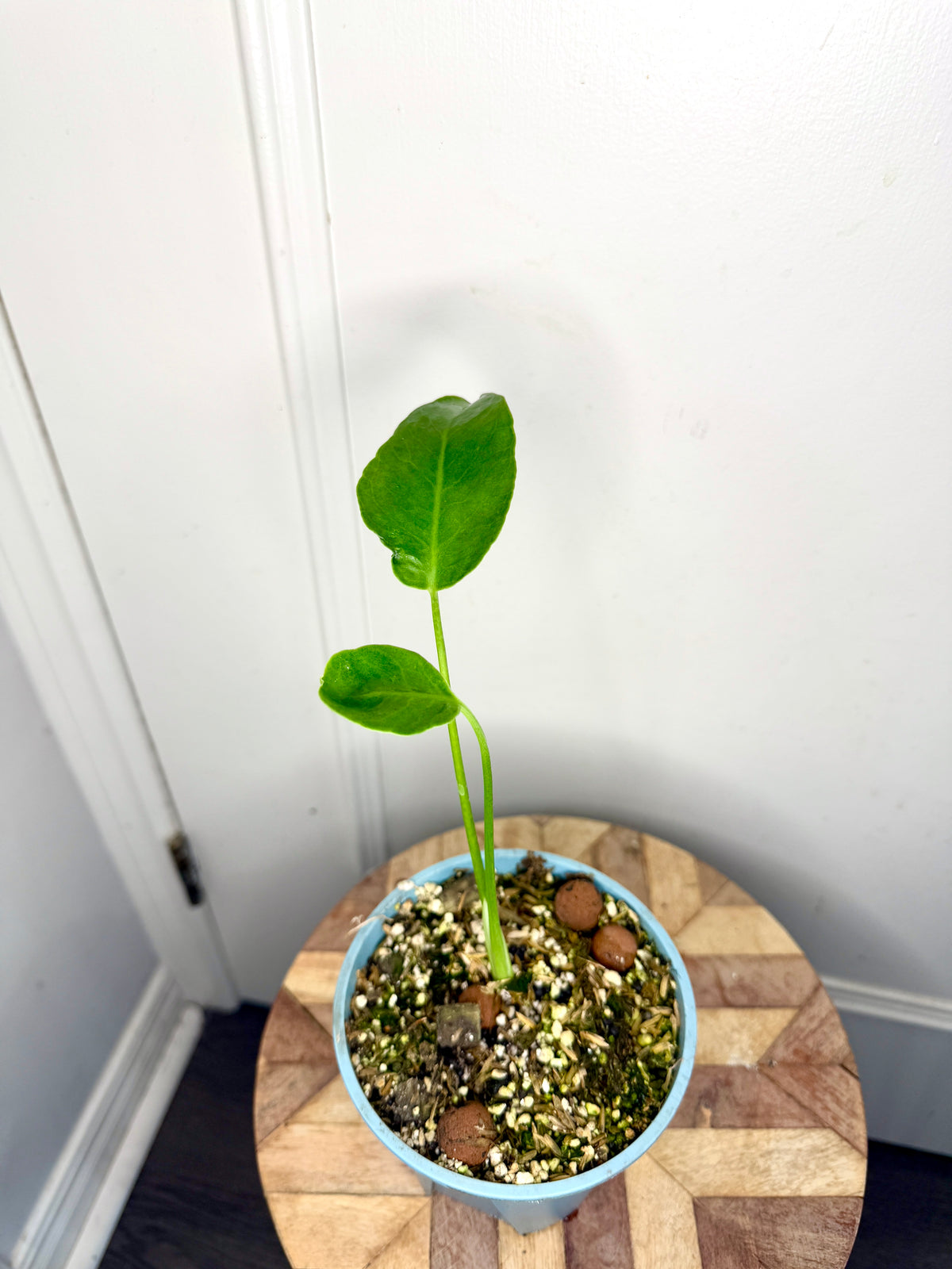 Monstera Deliciosa NOID