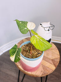 Philodendron Gloriosum Variegated