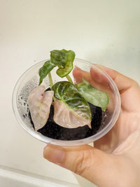 Alocasia Pink Heart Balloon