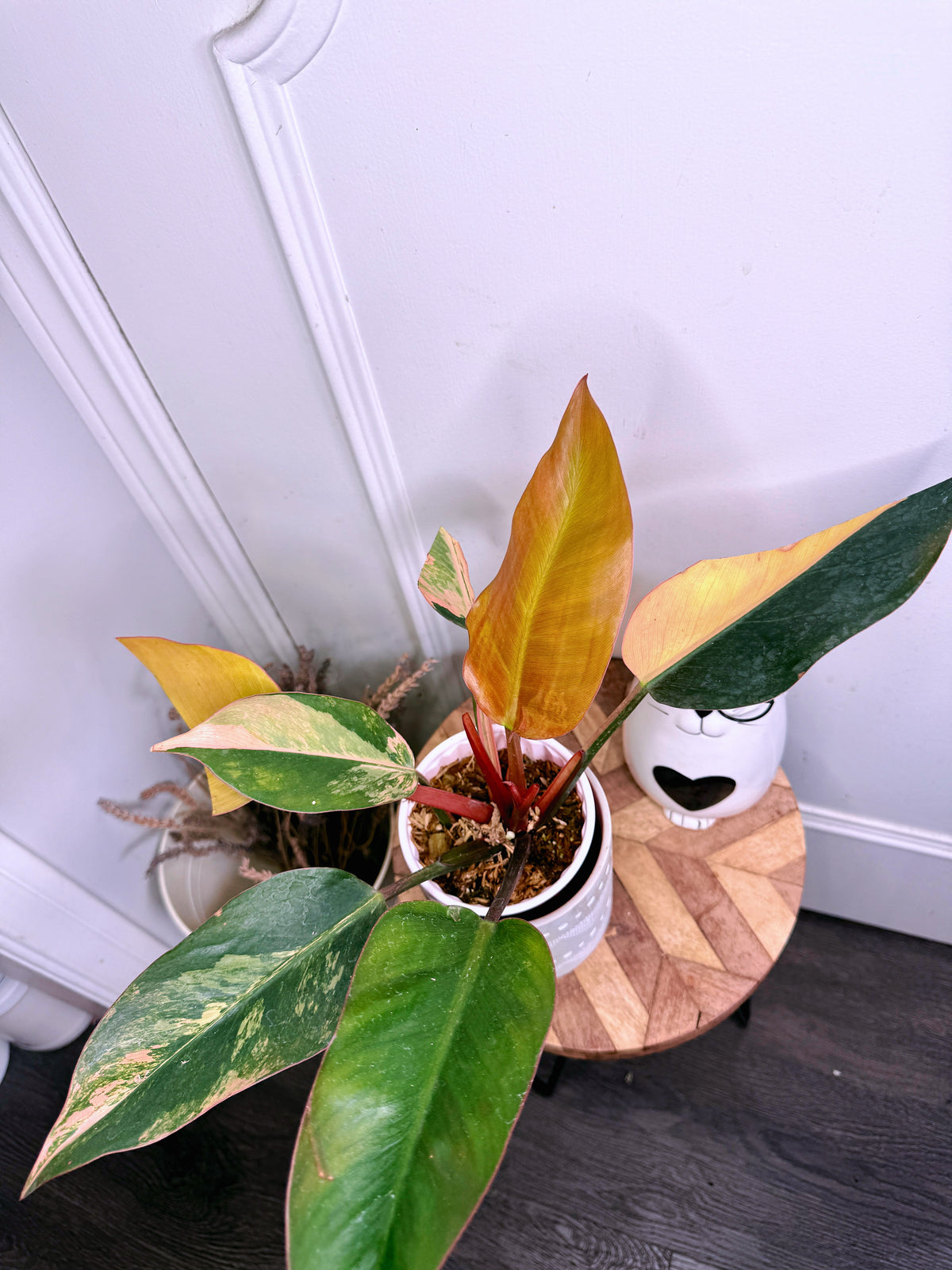 Philodendron Red Congo Variegated