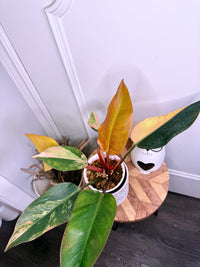 Philodendron Red Congo Variegated