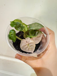 Alocasia Pink Heart Balloon