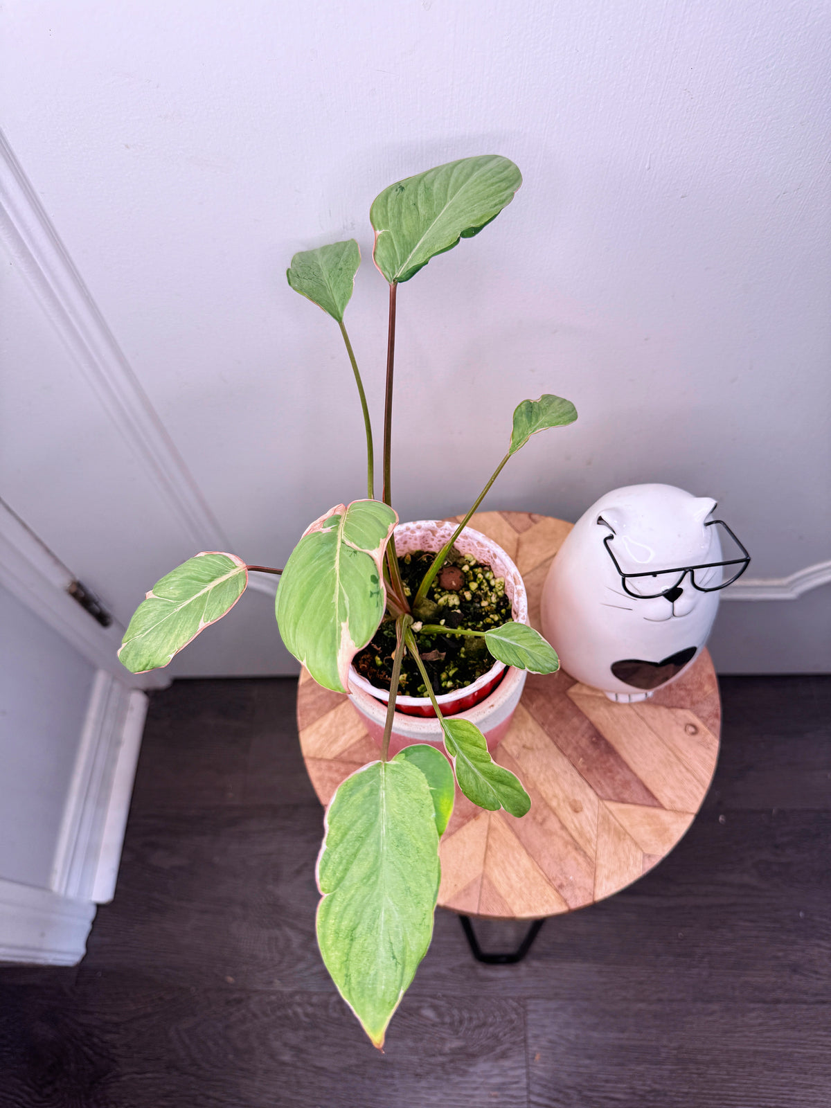 Homalomena Mutant Pink Stardust