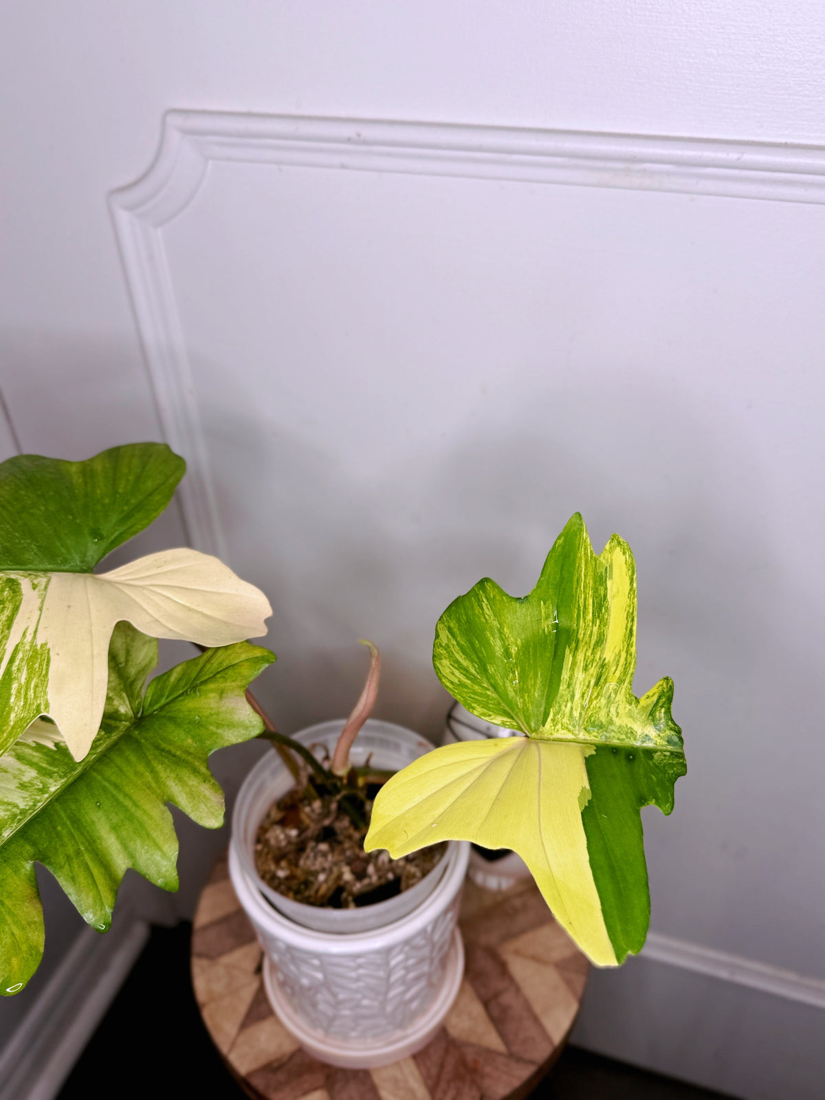 Philodendron Florida Beauty x Mayoi