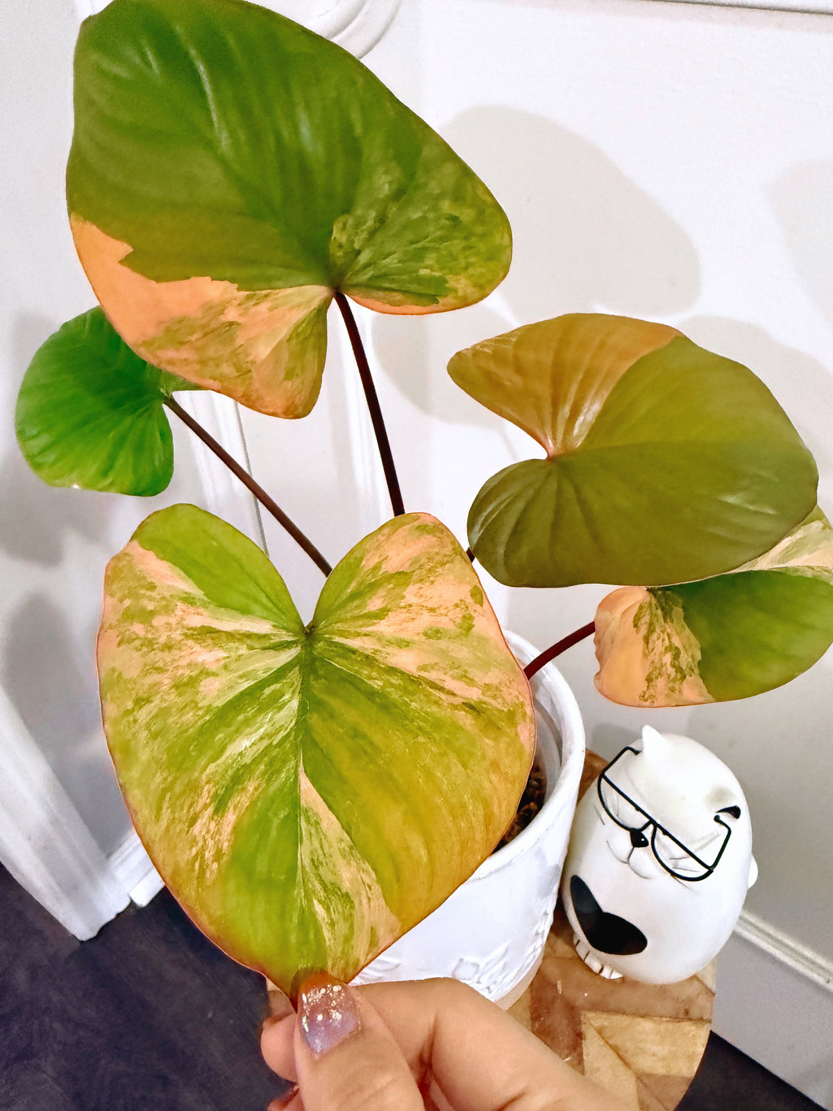 Homalomena Rubescen Tricolour XL