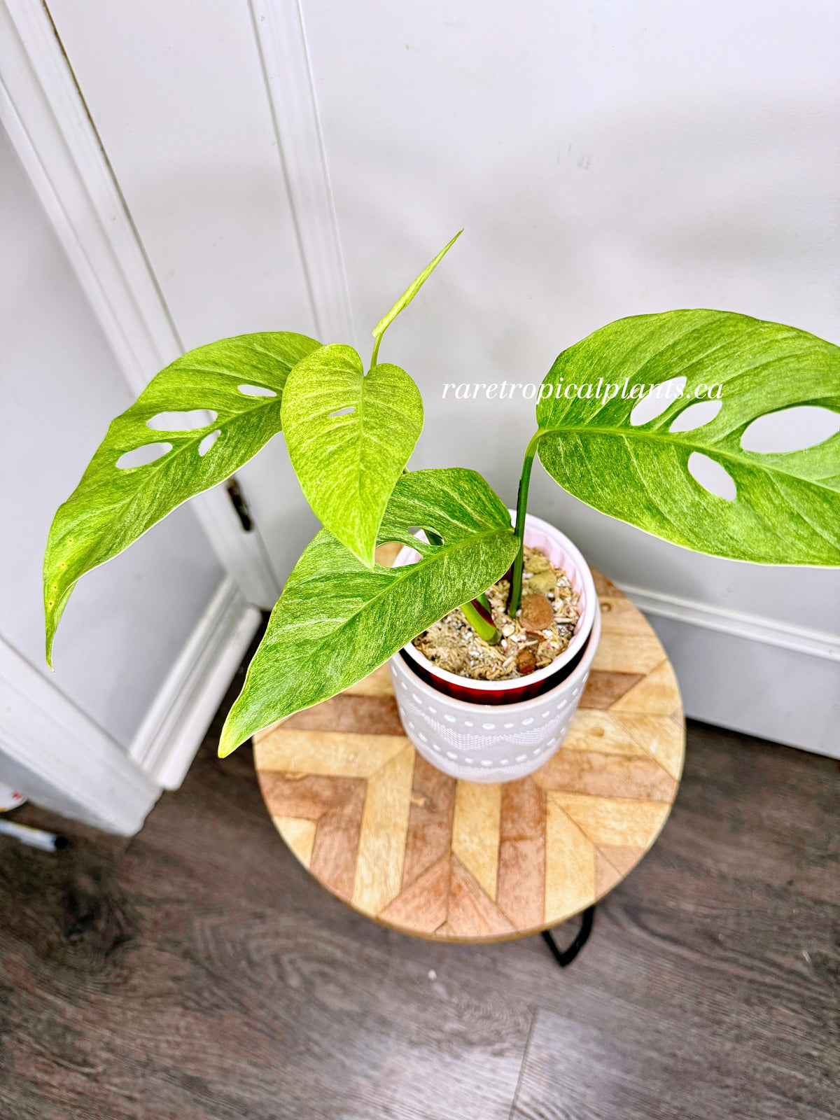 Monstera Laniata Mint