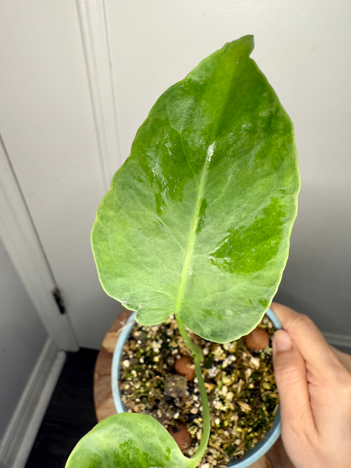 Monstera Deliciosa NOID