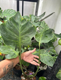 Monstera Deliciosa NOID