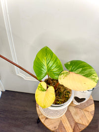 Homalomena Rubescen Tricolour