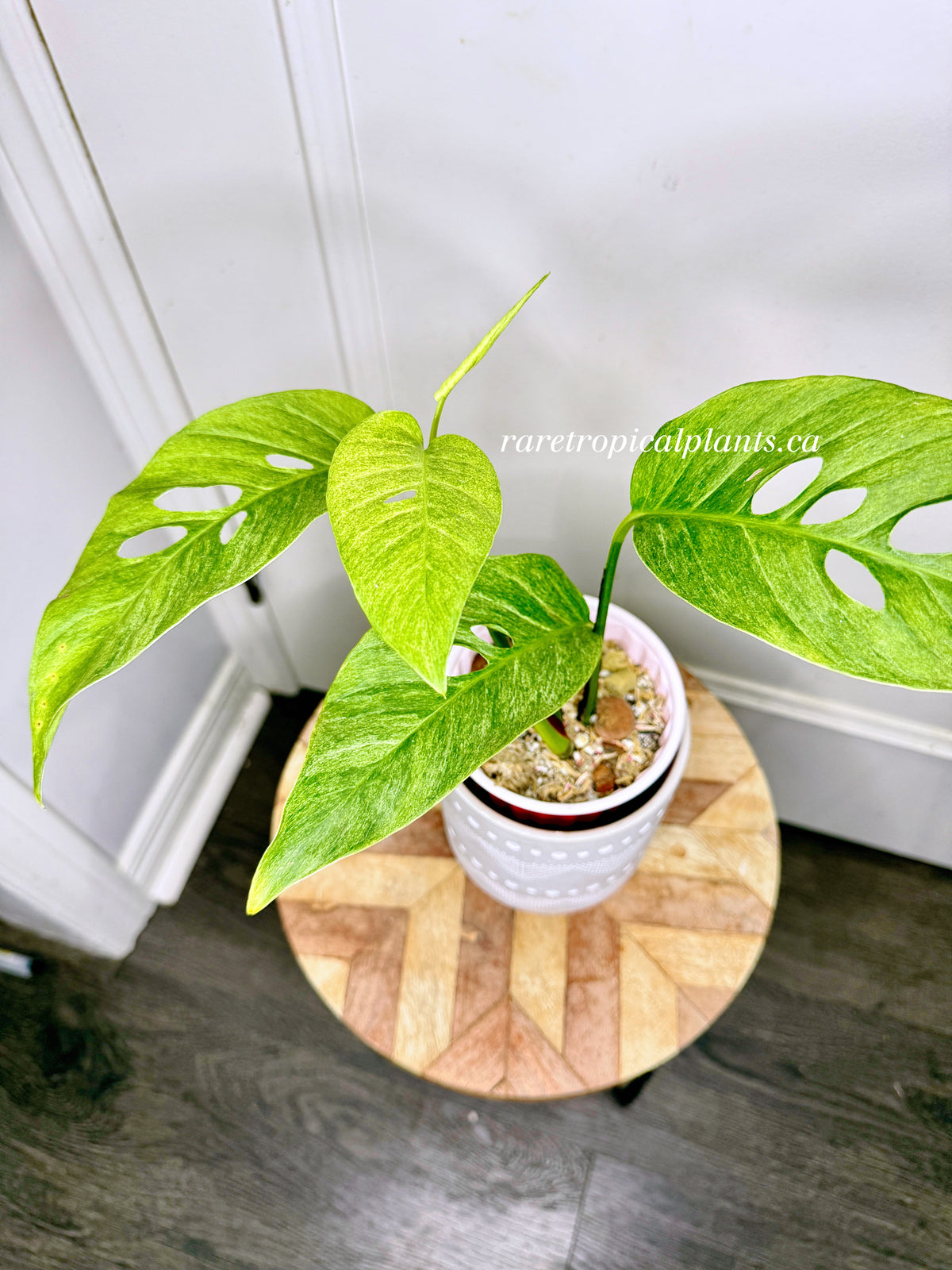 Monstera Laniata Mint