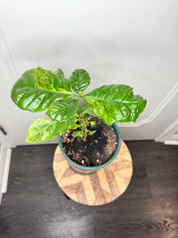 Arabica Coffee Tree Variegated