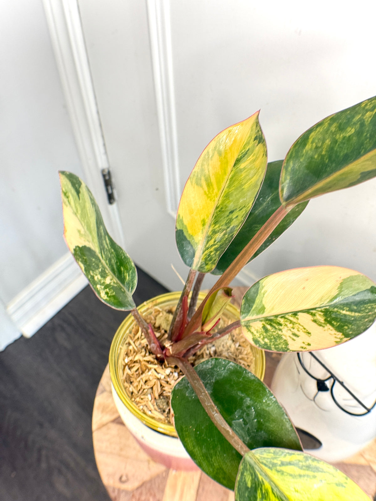 Philodendron Red Congo Variegated
