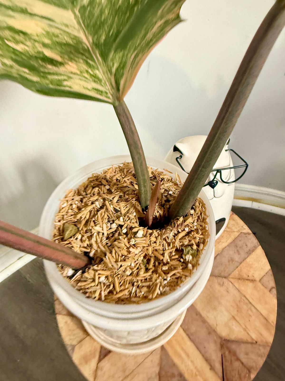 Philodendron Caramel Marble